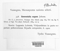 Gnomoniella vagans image